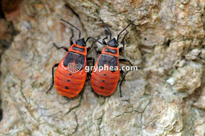 Pyrrhocores larves (Pyrrhocoris apterus) - gryphea.com
